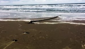 Mais quelle est cette étrange créature filmée sur une plage aux Pays-Bas