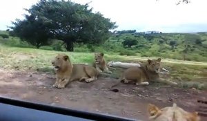 Un lion fait une mauvaise blague à des touristes en voiture