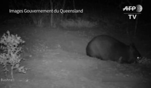 Australie: naissance d'un rarissime wombat à nez poilu du Nord