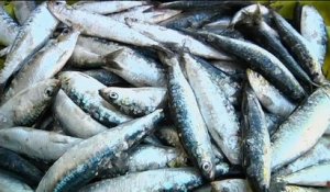 Les Portugais bientôt privés de leurs sardines ?