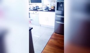 Une femme se retrouve coincée dans sa cuisine par une énorme araignée !