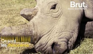 Afrique : une fécondation pour sauver les rhinocéros blancs du Nord