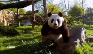 Voici combien paye le zoo de Beauval à la Chine pour la "location" des pandas géants - Regardez