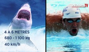 Michael Phelps en compétition avec un requin blanc