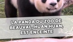La panda du zoo de Beauval, Huan Huan, accouchera la semaine prochaine !