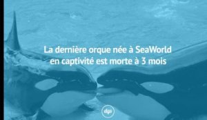 La dernière orque née en captivité à SeaWorld est morte à l’âge de trois mois