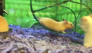 Un hamster en galère dans sa roue