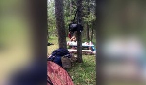 Un ours vole la nourriture des campeurs sous leur nez !