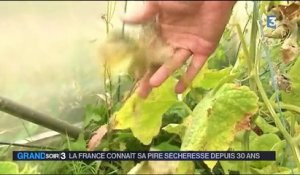 Pire sécheresse depuis trente ans en France