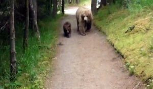 Ils croisent une maman grizzli et ses deux petits en pleine randonnée