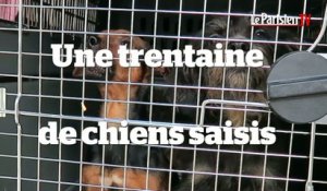 Une trentaine de chiens maltraités sauvés à Chelles