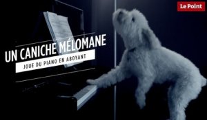 Jouer Du Piano Avec Son Chat Faineant Sur Orange Videos