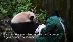 Record: en Chine, un panda de 23 ans donne naissance à des jumeaux