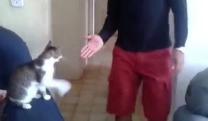 High Five + Fist Bump à son chat