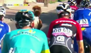 Un poney s'incruste pendant le tour de Pologne !