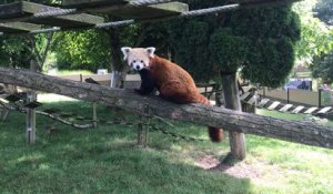 Panda roux au zoo du Cerza