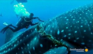 Un plongeur vient en aide à une baleine !