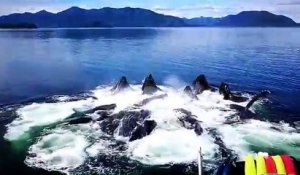 Des baleines surgissent d'un coup pour manger à la surface de l'eau !