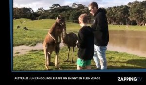 Australie : Un kangourou frappe un enfant en plein visage (Vidéo)