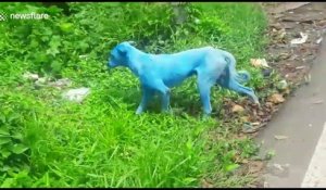 En Inde, des chiens deviennent bleus à cause de la pollution