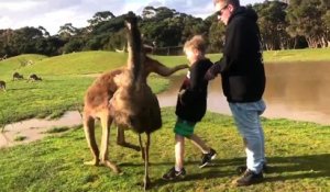 Un kangourou met un coup à un enfant
