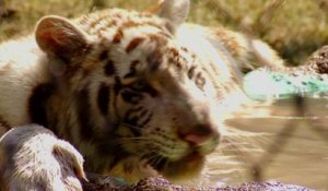 Un tigre baptisé "Gignac" en l'honneur d'un joueur français