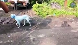 Des chiens bleus envahissent une ville d'Inde... Regardez pourquoi ils sont bleus