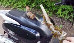 Un scooter volé par ... un écureuil !! Laisse moi conduire !!