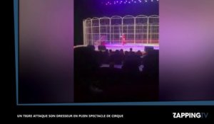 Un tigre attaque son dresseur en plein spectacle de cirque (vidéo)