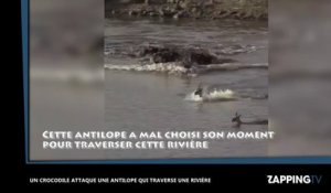 Un crocodile attaque une antilope qui traverse une rivière (vidéo)