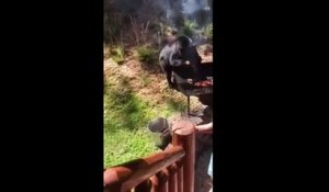 Un ours vole la viande d'un barbecue que préparait cette famille