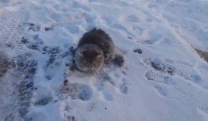 Un pauvre chat piégé dans la glace va etre secouru de justesse