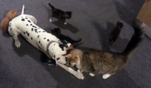 Ce dalmatien est envahi par des chatons !
