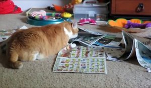 Ce chat a vraiment une obsession bizarre pour les journaux !