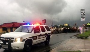 Ce shérif évacue en voitures un troupeau de Taureaux pendant l'ouragan Harvey à Houston !