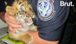 Un bébé tigre victime du trafic illégal sauvé