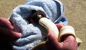 Cette petite chauve-souris se goinfre de banane et c'est adorable