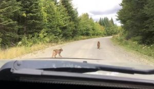 Une rencontre rare avec deux Lynx sur une route du Maine (Etats-Unis)