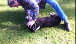 Un dresseur réanime un chien en arrêt respiratoire grâce à un massage cardiaque