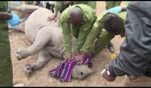 Kenya : les rhinocéros sous protection