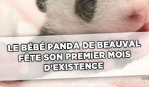 Le bébé panda de Beauval fête son premier mois en dépassant le kilo