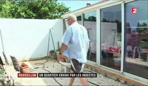Roussillon : un quartier envahi par les insectes