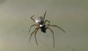 Pluie d'araignées en Australie... Phénomène incroyable