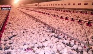 La nouvelle vidéo choc de L214 dans un élevage de poulets en Vendée