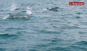 Des dizaines de dauphins aperçus au large de Saint-Brieuc