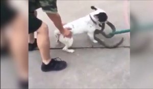 Ce chien choppe un serpent et ne veut plus le lacher