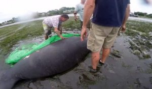 En floride ces habitants tentent  de sauver un lamantin echoué!