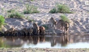 20 lions vont boire tous ensemble dans une rivière d'un parc safari ! Incroyable