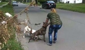 Un pitbull protège sa maitresse de l'attaque d'un autre pitbull (Détroit)
