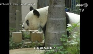 Chine: le plus vieux panda en captivité du monde est mort